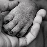 Léonore Lindén & La protection des pattes du chien dans la neige